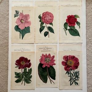6 Curtis 1800’s Hand-colored Engravings Peony, Hibiscus, Camellia, Water Lily